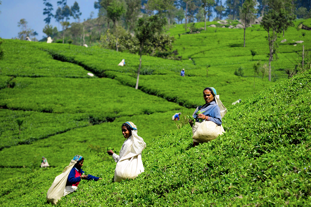 tourist places to visit in wayanad - tea plantations