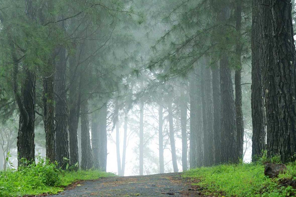 Exploring The Enchanting Beauty Of Vagamon In Monsoon - Visittokerala