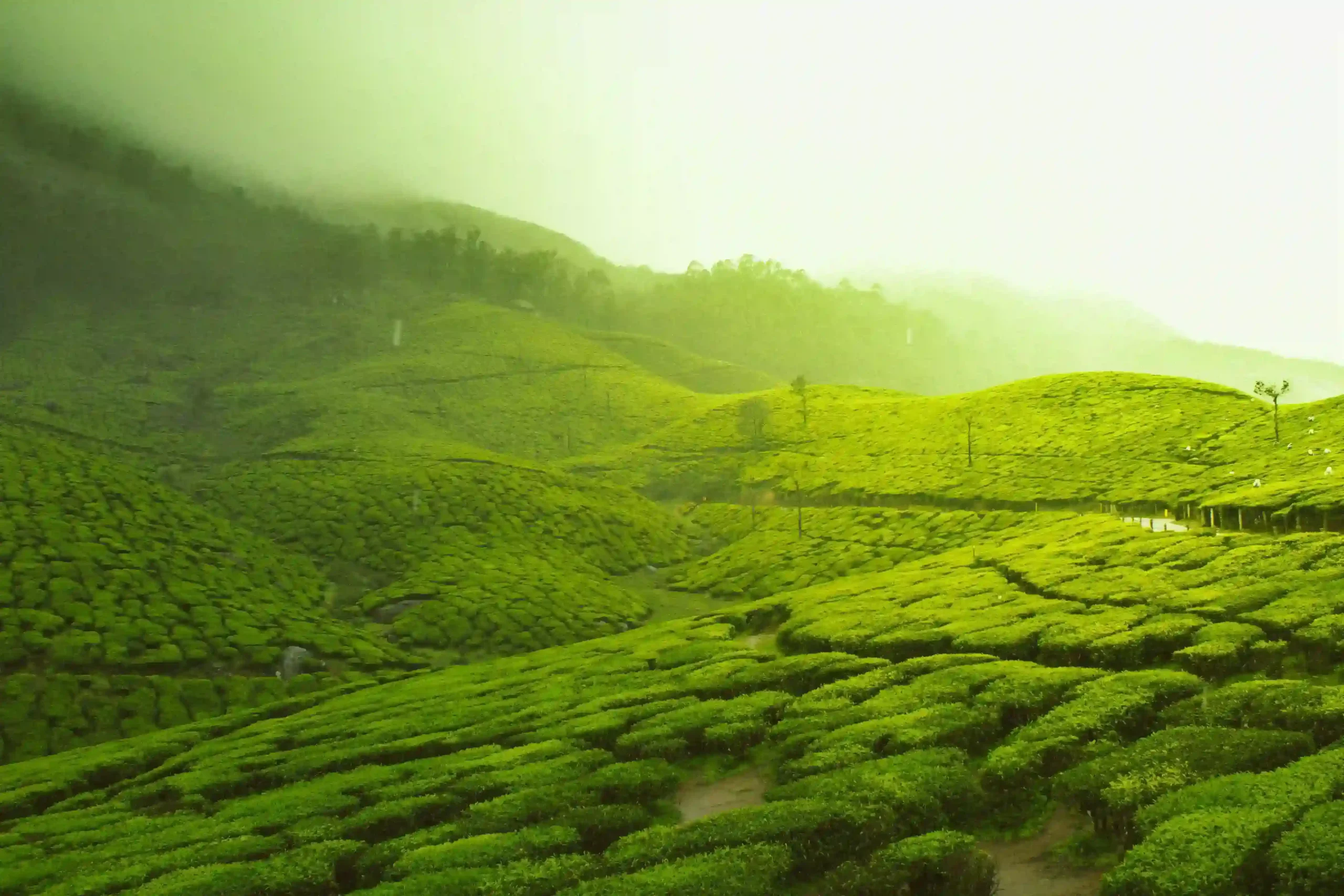 7 days Kerala trip-Munnar