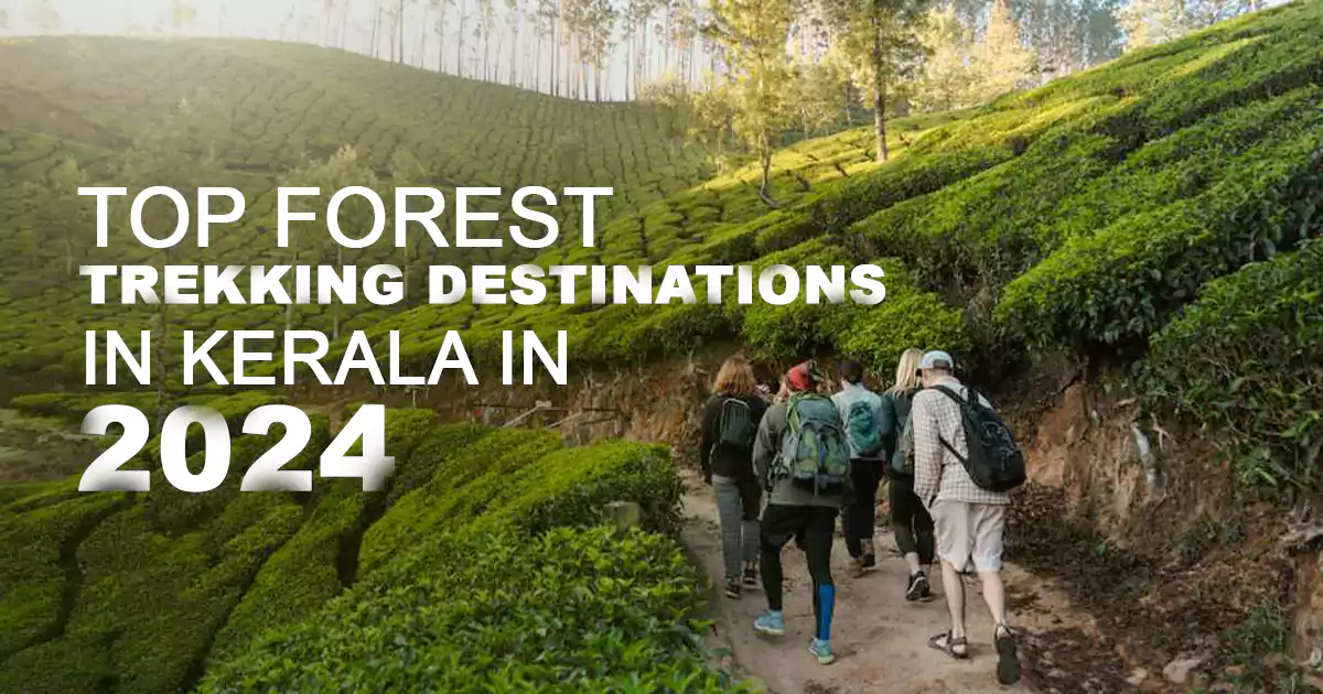 Forest Trekking Places in Kerala