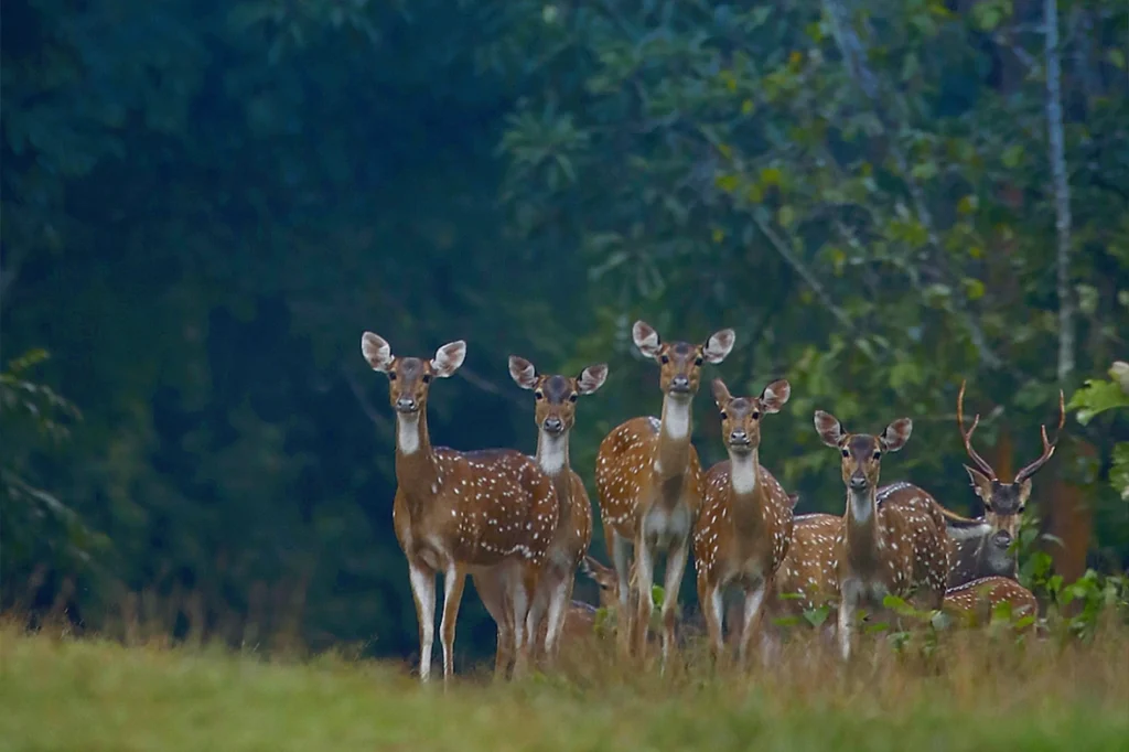 Wayanad Wildlife Sanctuary 